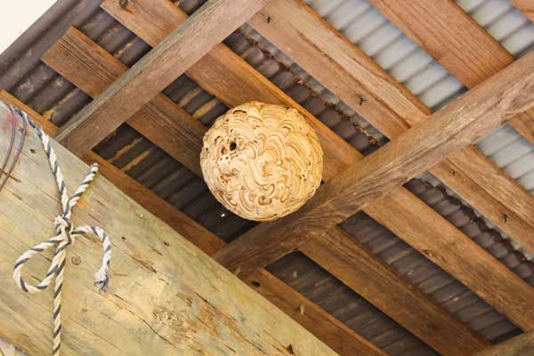ハチなど害虫駆除|奈良市の雨漏り修理業者 雨もり屋 奈良店の施工メニュー