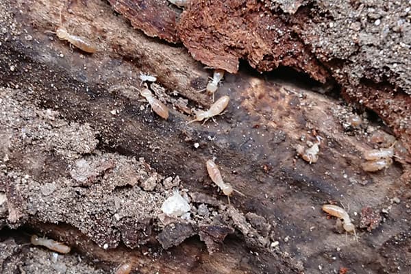 シロアリなど害獣の発生